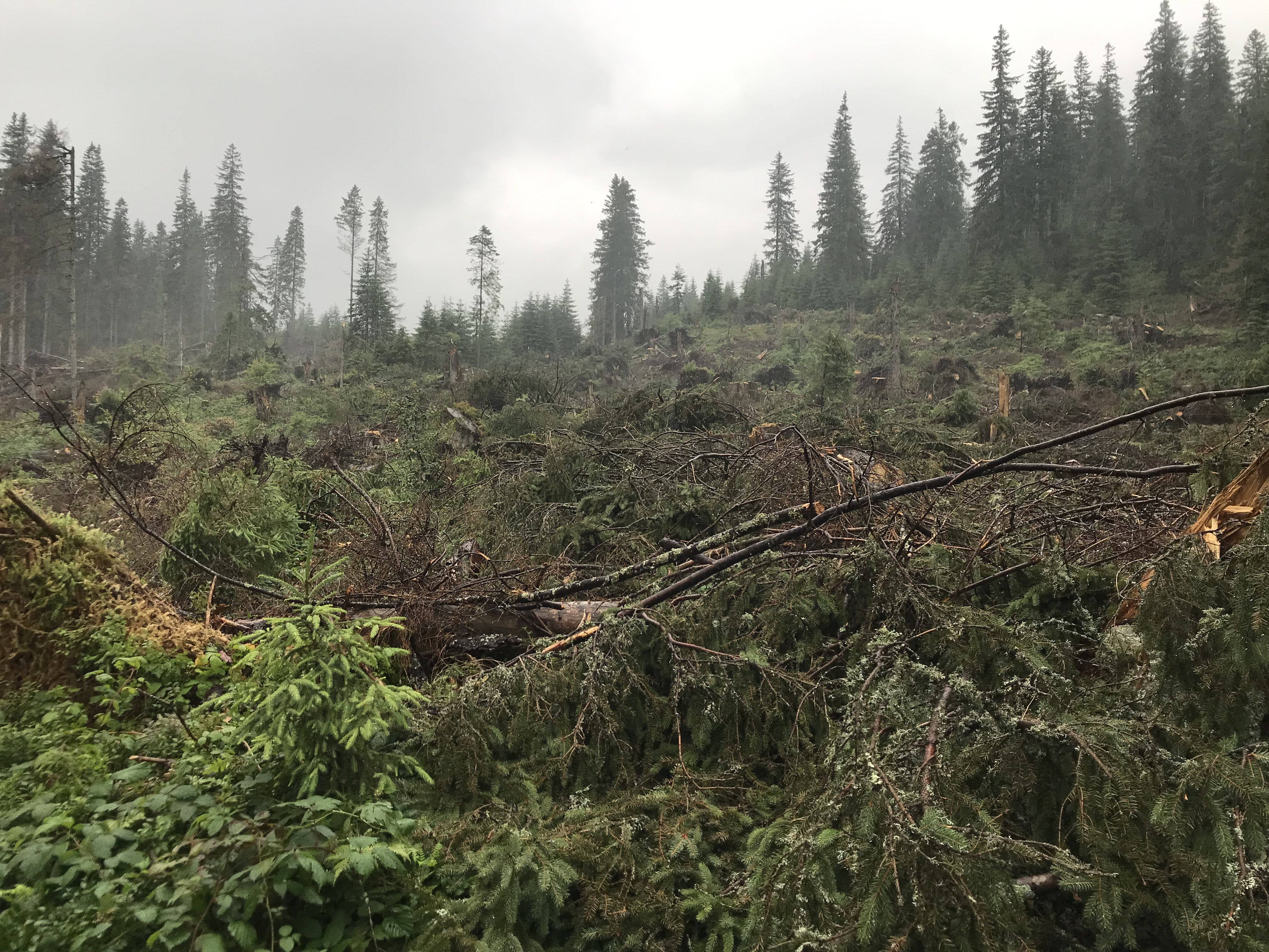 Why do we care about illegal and unsustainable forest logging in Ukraine