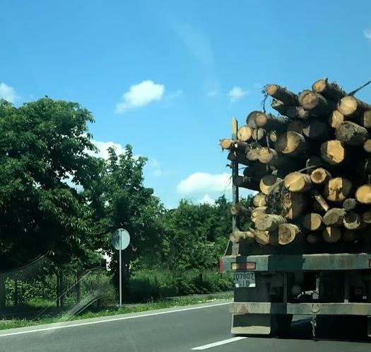 Як перевірити онлайн легальність лісопродукції при транспортуванні?
