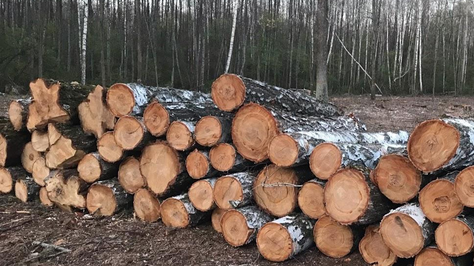 Чи обов’язково мати при перевезенні кругляка (лісопродукції) ТТН-ліс?