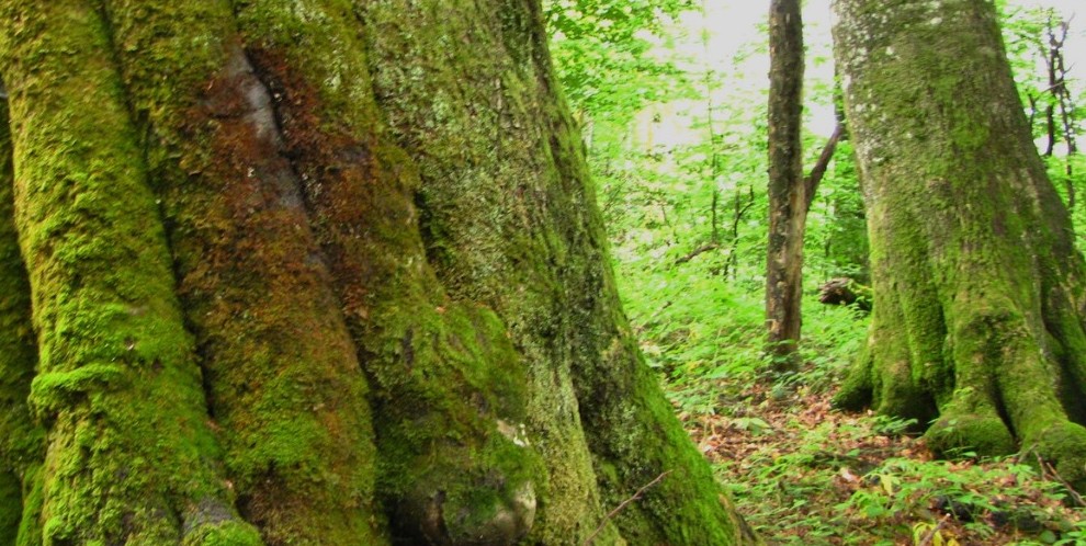 Monitoring report of old growth forest changes in the Ukrainian Carpathians for December 2022