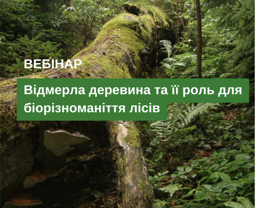 Webinar "Dead wood and its role in forest biodiversity"