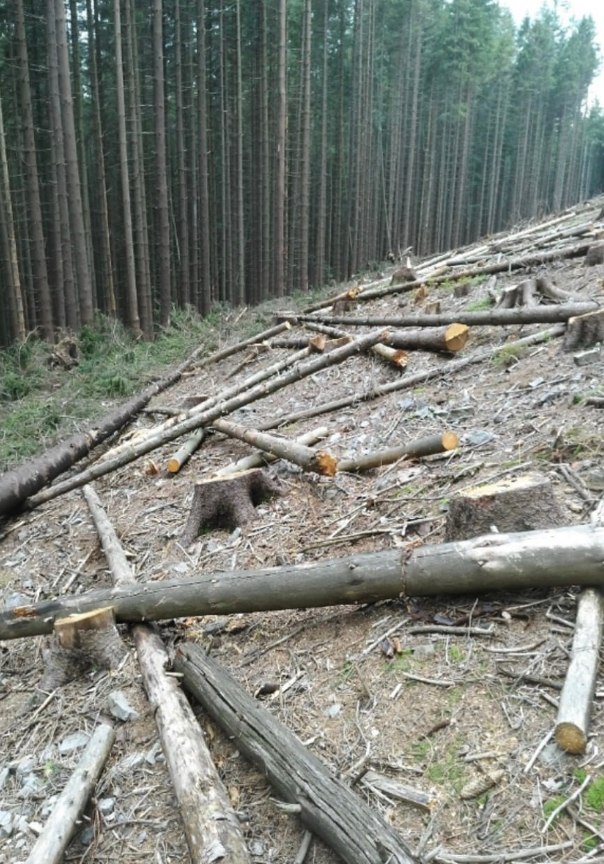 8 онлайн-вебінарів для підвищення знань з метою ефективної боротьби з незаконним вирубуванням дерев