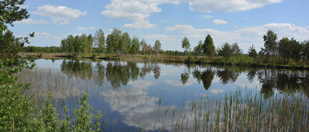2 лютого — день водно-болотних угідь