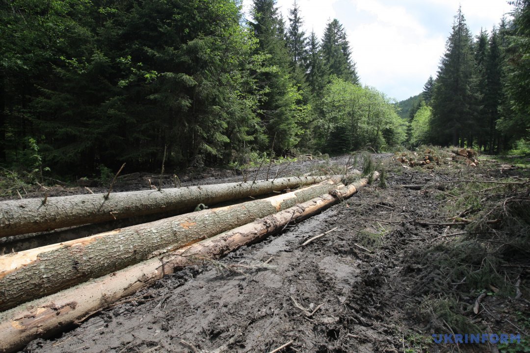 Experts of NGO "Forest Initiatives and Society"repeatedly found signs of illegal designation of sanitary felling