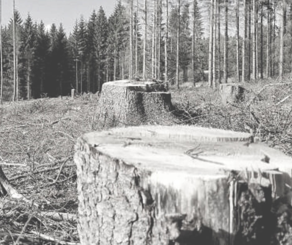 Volumes of illegal logging in Ukraine in 2019-2021