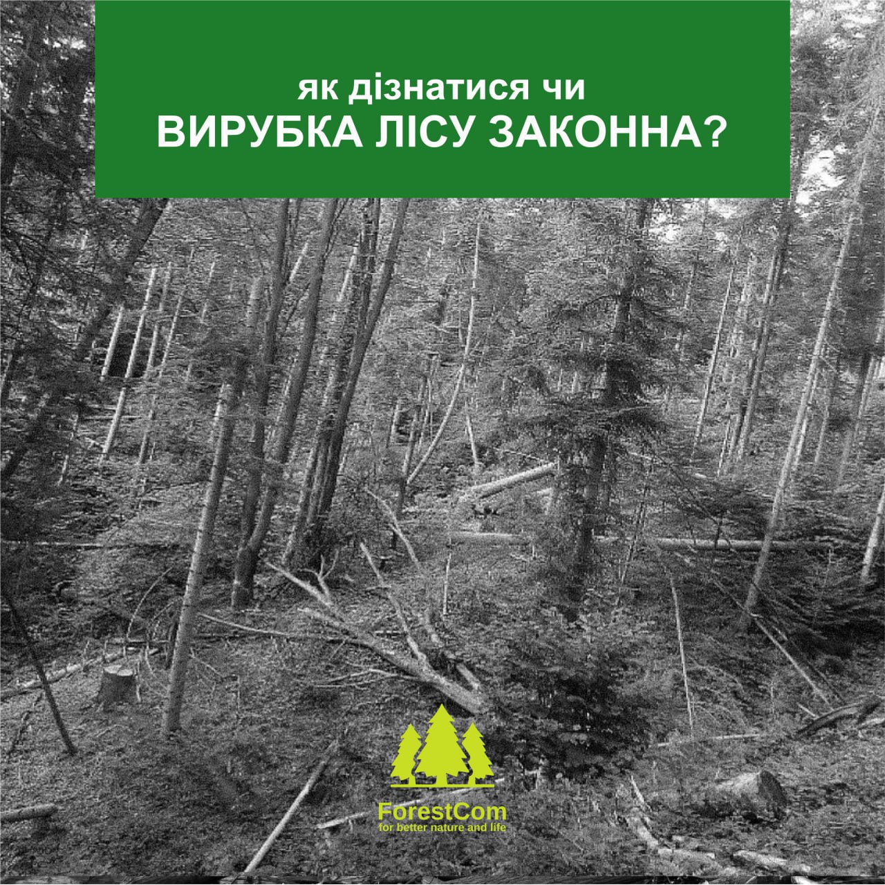 Як дізнатися чи вирубка лісу законна?