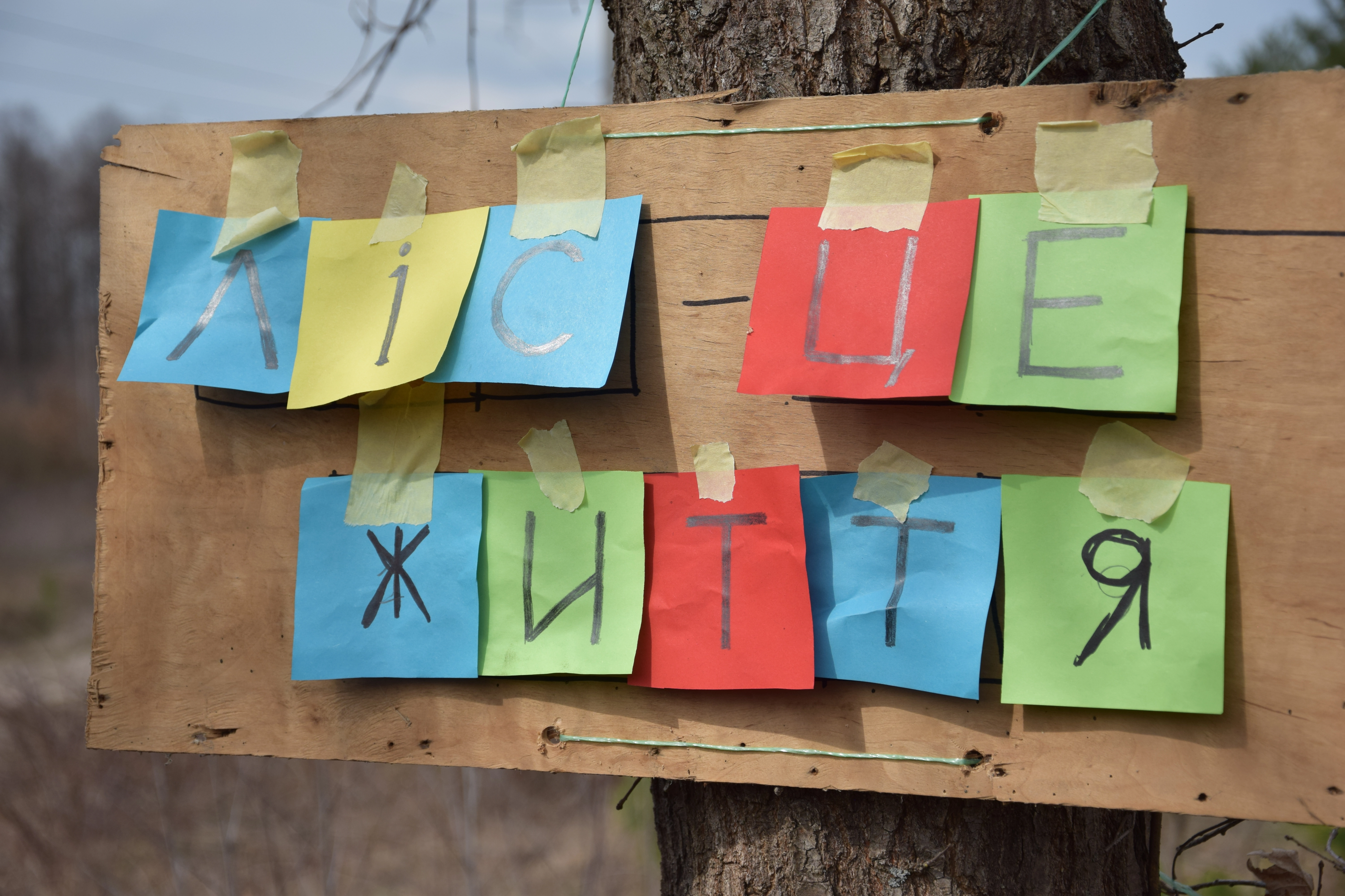 Коли знання стають діями: як «зелені долоні» відновлювали ліс