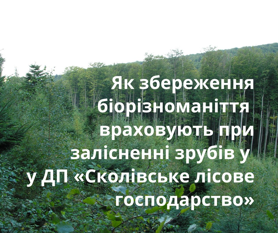 Як зберігають біорізноманіття при лісовідновленні у Сколівському лісовому господарстві