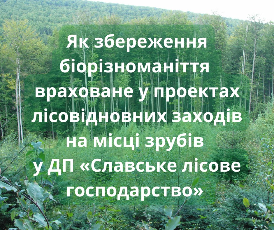 Як зберігають біорізноманіття при лісовідновленні у ДП «Славське лісове господарство»