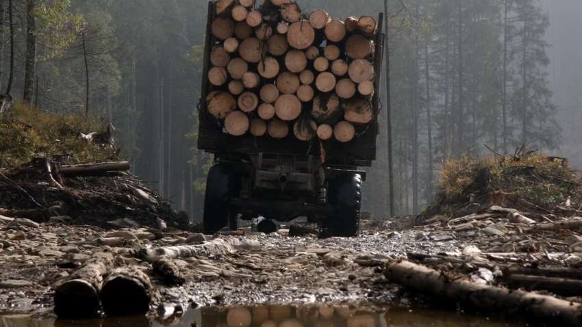 Вебінари "Як відрізнити нелегальні рубки від легальних і допомогти зберегти ліс"