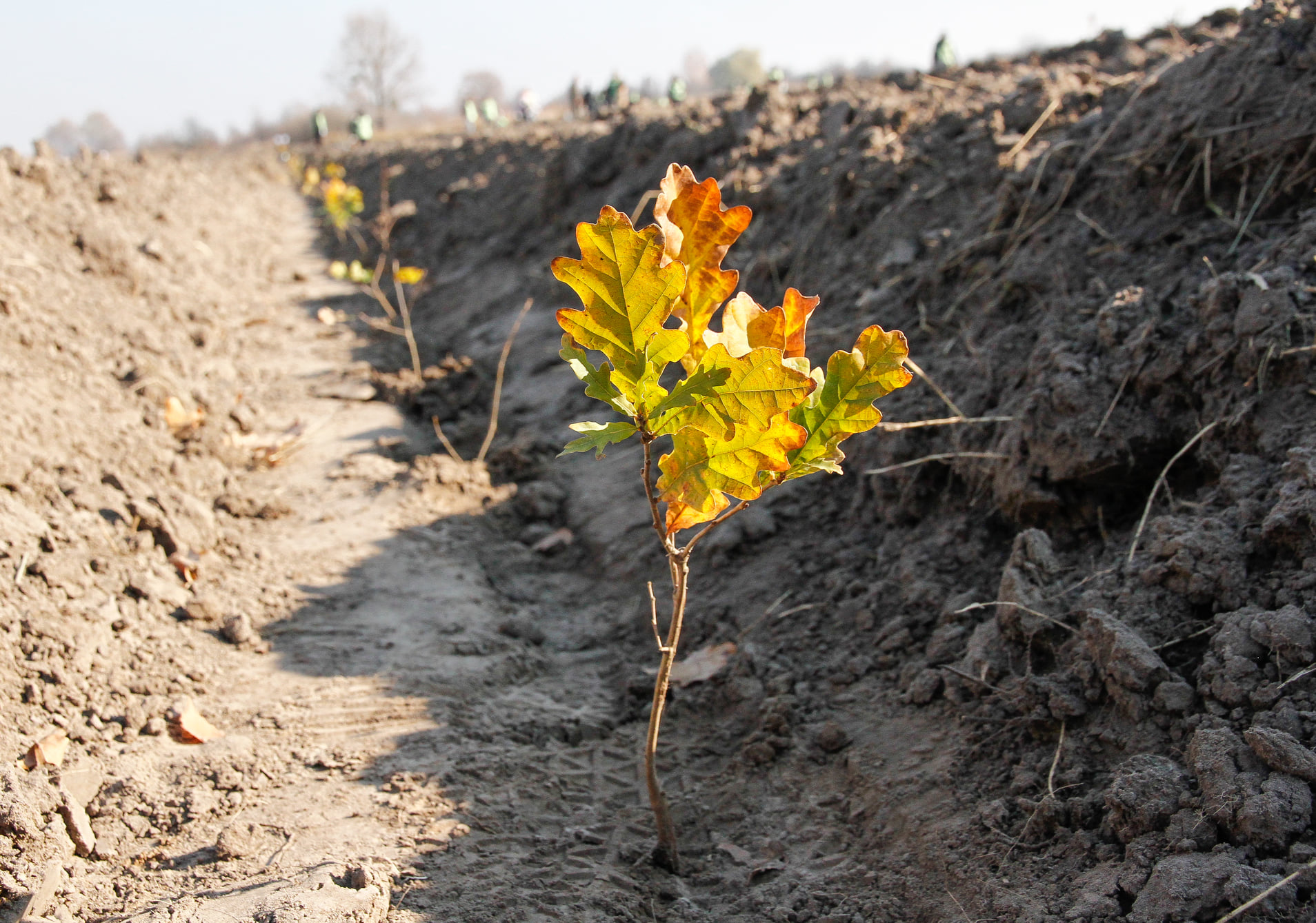 Ukrainian Parliament passed the law № 5650 on forest conservation, which should help increase the area of forests in Ukraine by 1.6%