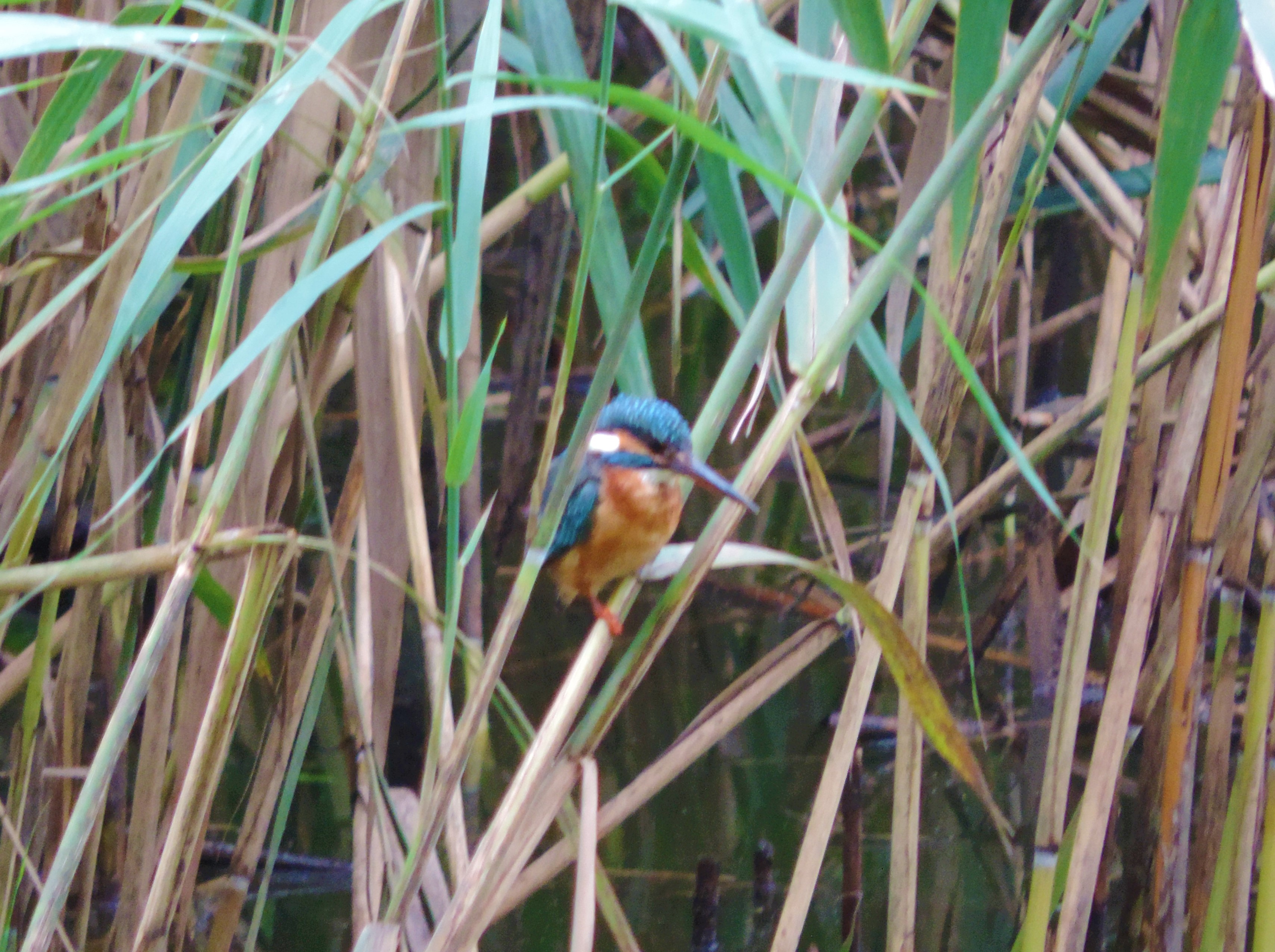 Observation of bird migration in the Northern Podillia National Nature Park.