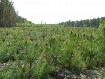 Online Conference "Public Influence on Artificial Reforestation"