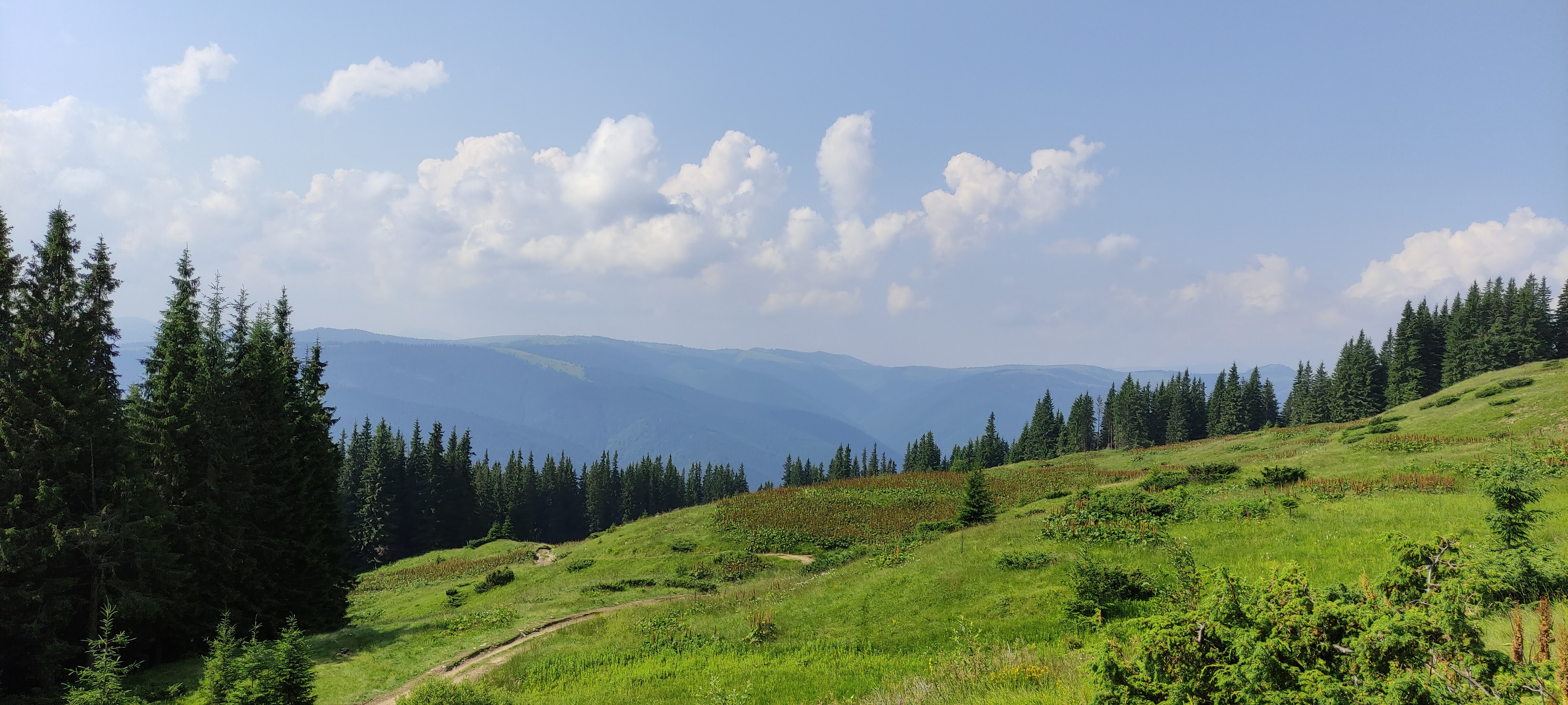 Analysis of forest protection problems in nature protection institutions + training plan of rangers 