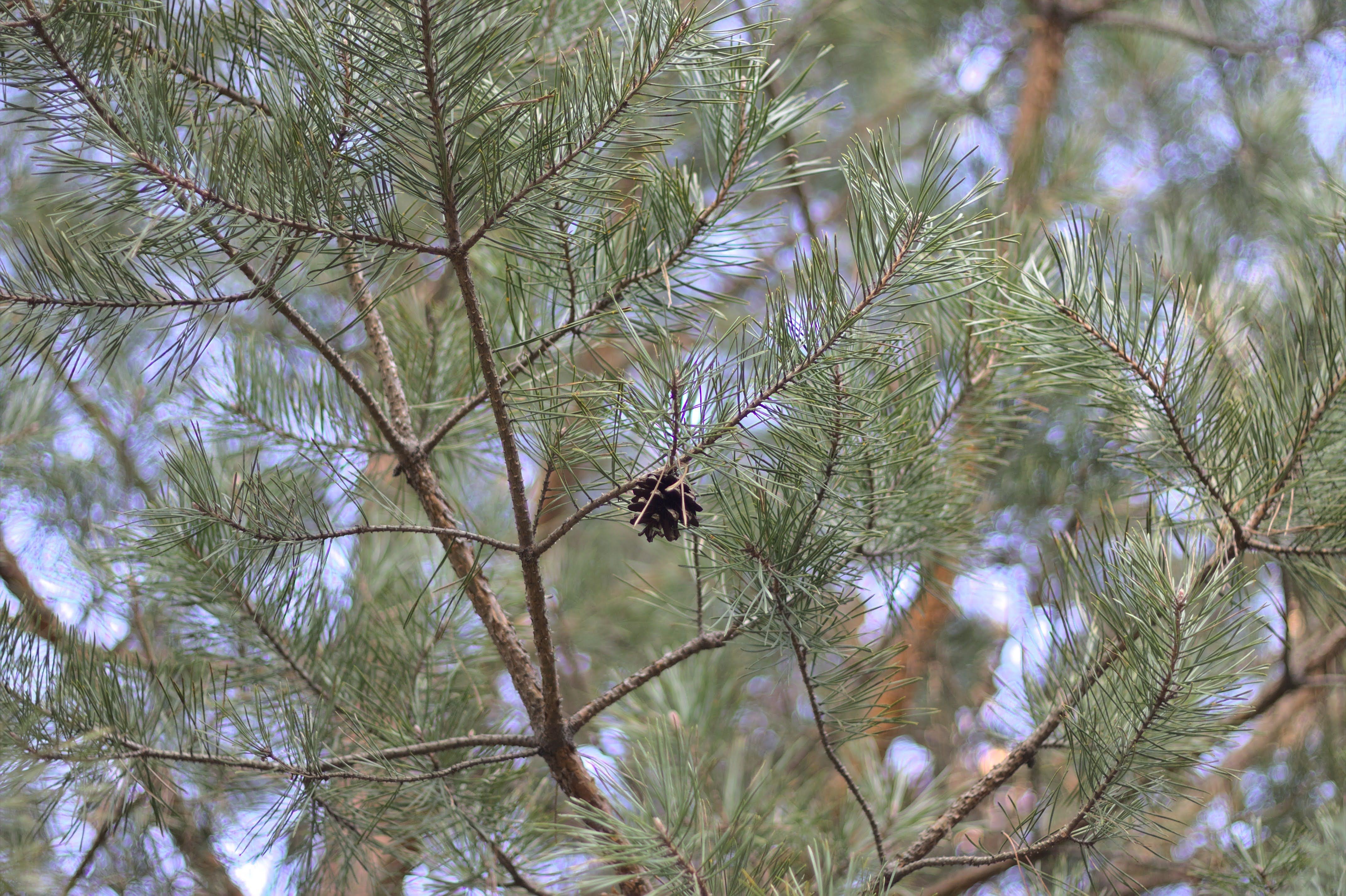 Results of the survey of quasi-virgin forest and adjacent forest areas in Maidan Forestry, Delyatyn State Forest Enterprise