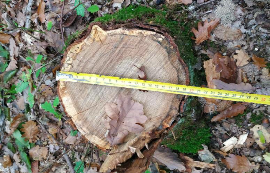 The results of the NGO "ForestCom" work on forest protection and forestry development in 2021