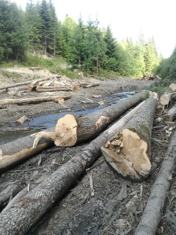 NGO "ForestCom" found timber skidding by waterstreams in the Lazeshchany subunit of the SE“Yasinya forestry and hunting economy”