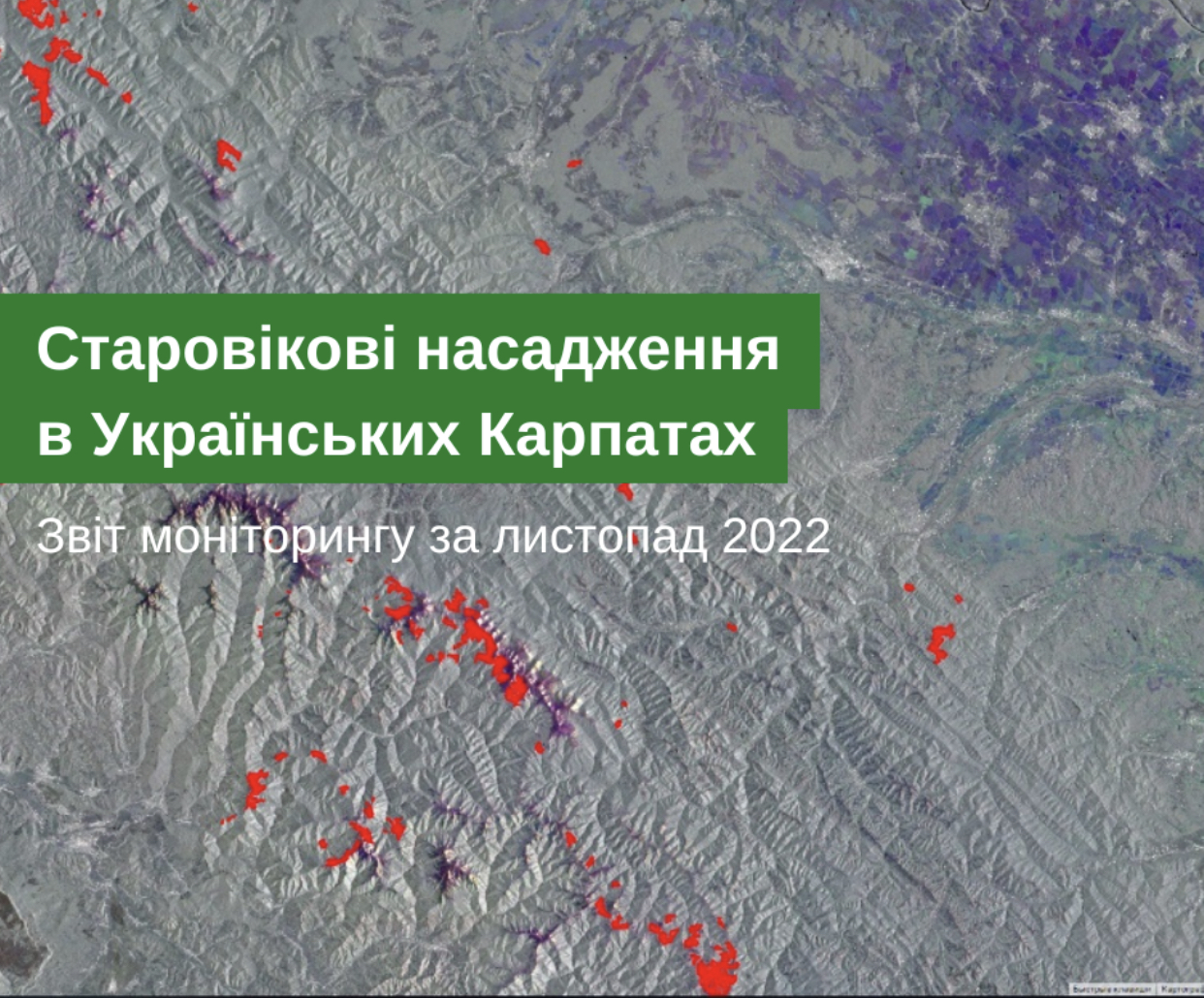 Звіт моніторингу старовікових насаджень в Українських Карпатах за листопад 2022