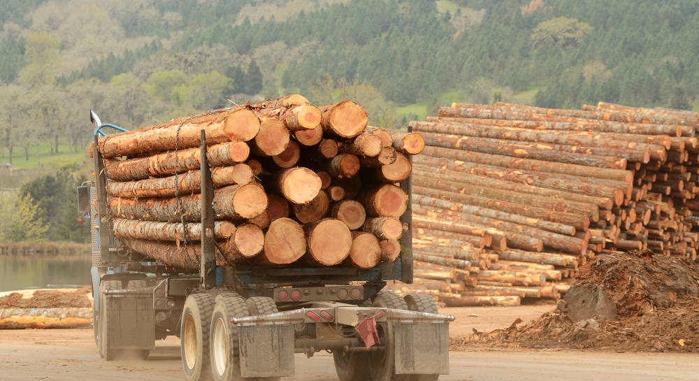 The war сauses the opening of loopholes for illegal logging — Forestcom analysis 