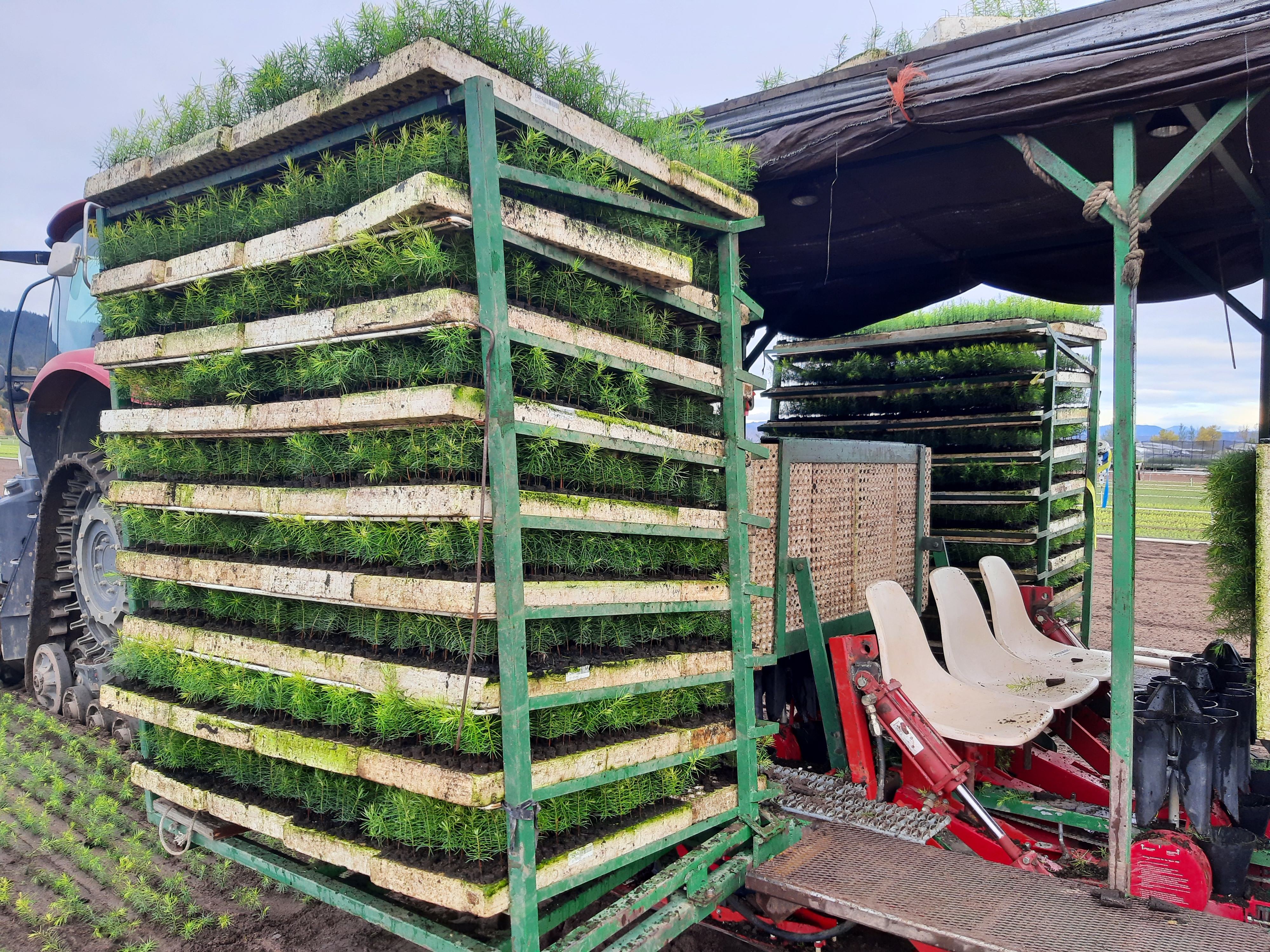 For what purpose  does the US Forest Service grow herbaceous plants at nurseries?