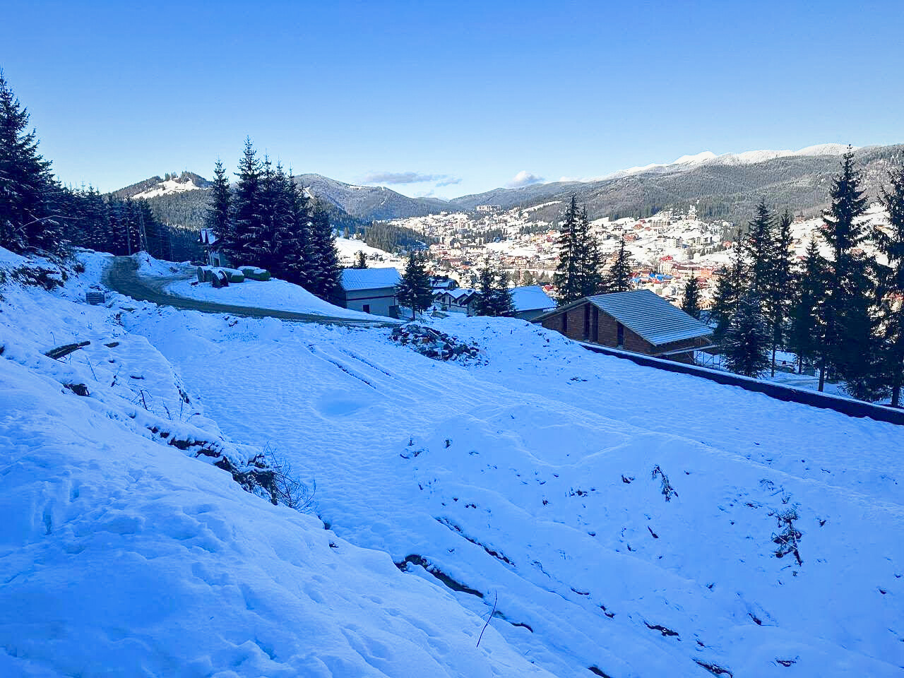 Bukovel's Illicit Logging: An Alarming Instance of Severe Illegal Deforestation