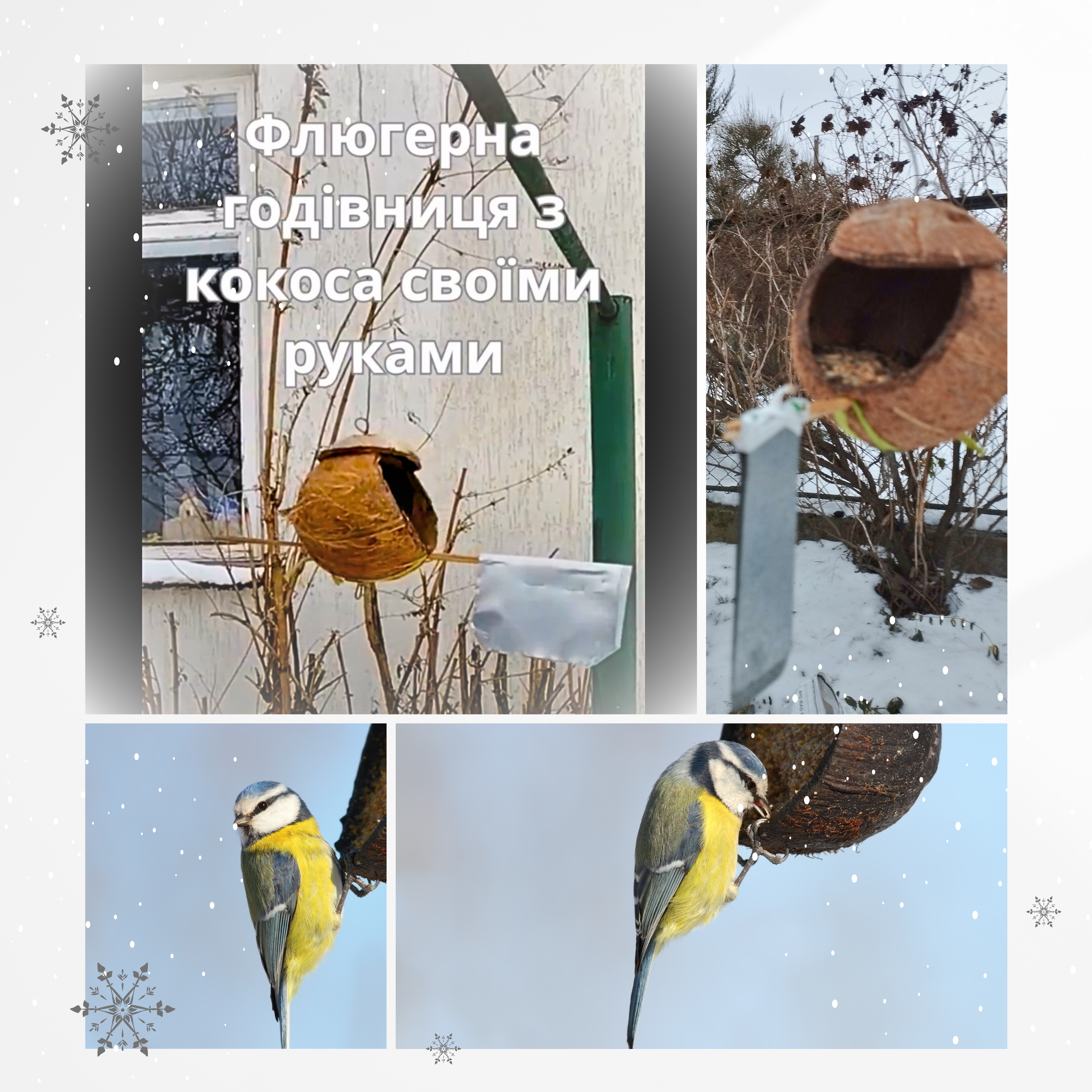 How to Make a Coconut Bird Feeder: A Guide