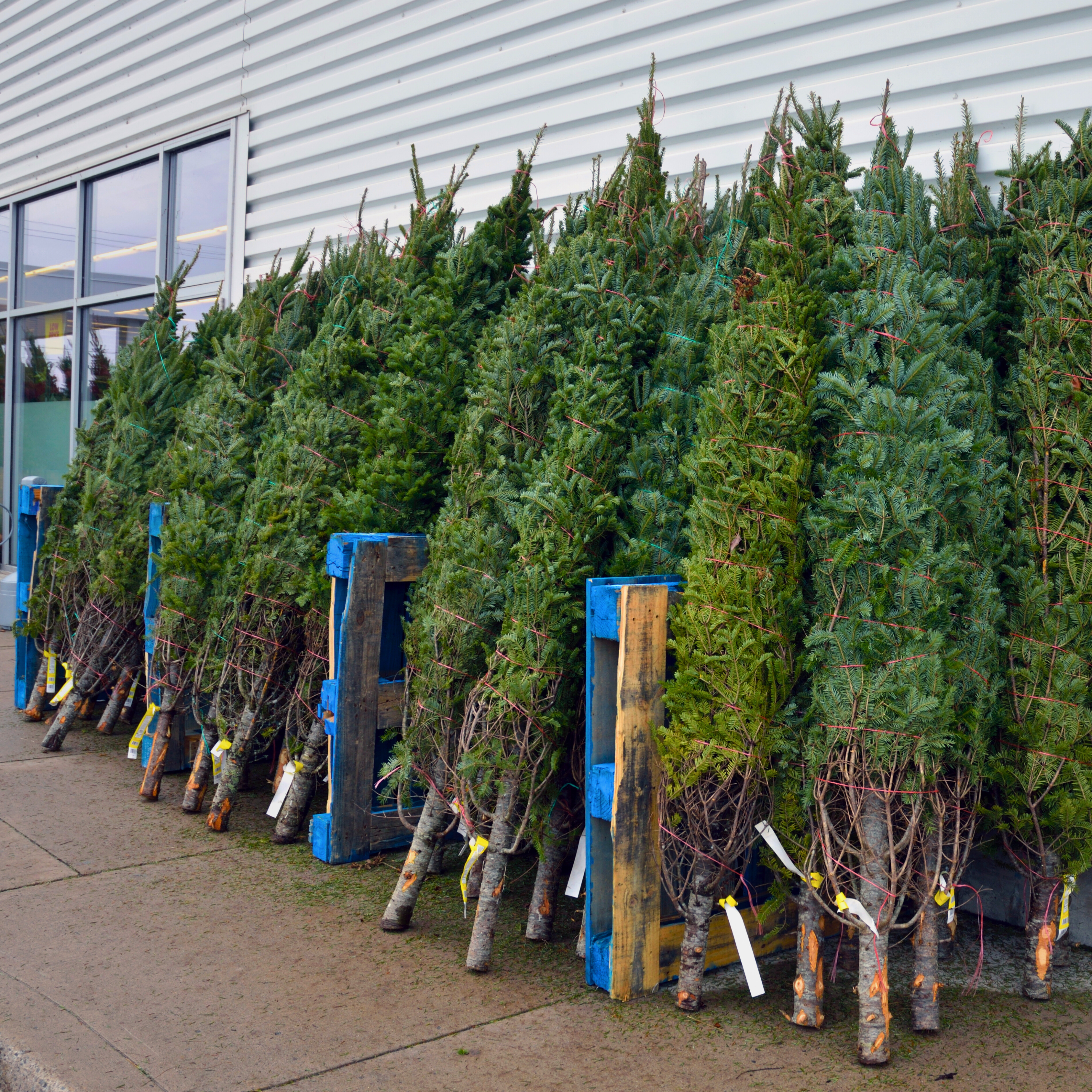 Everything You Need to Know About the Legality of Christmas Tree Sales 