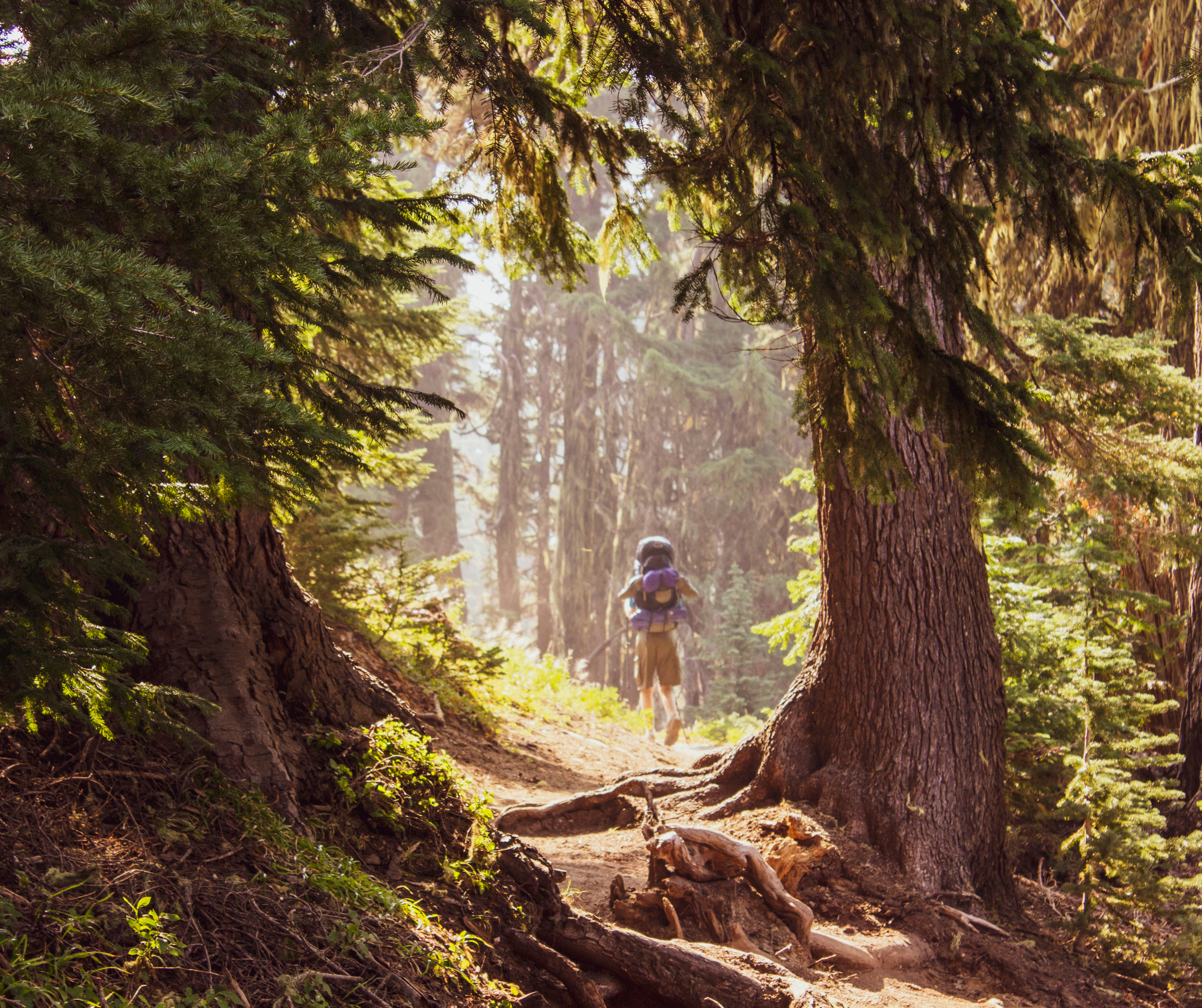 Visiting Forests in 2024: Updated Information on Permits, Prohibitions, and Restrictions