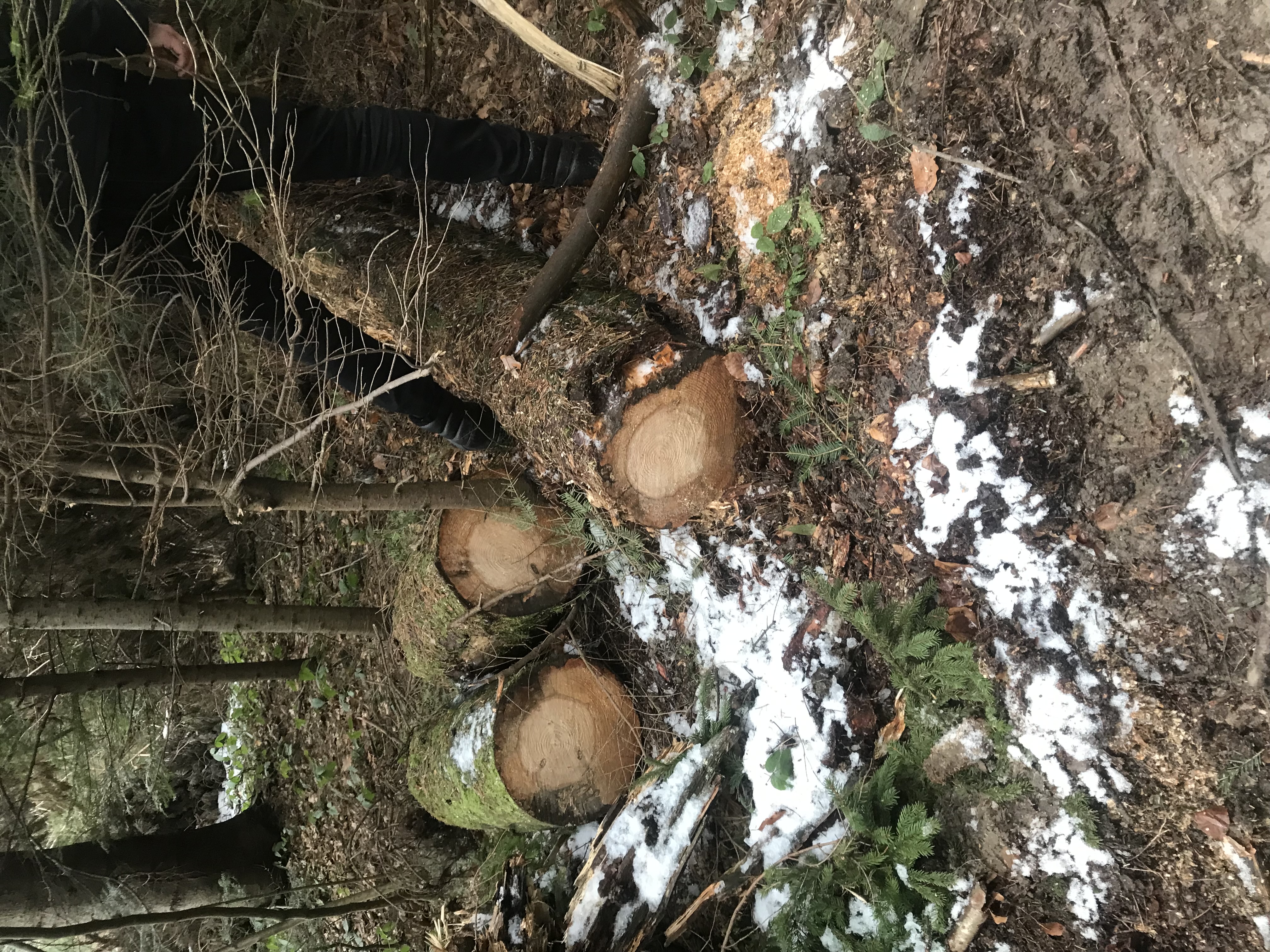 Local Outcry: illegal Logging Sparks Outrage in StaroSambir