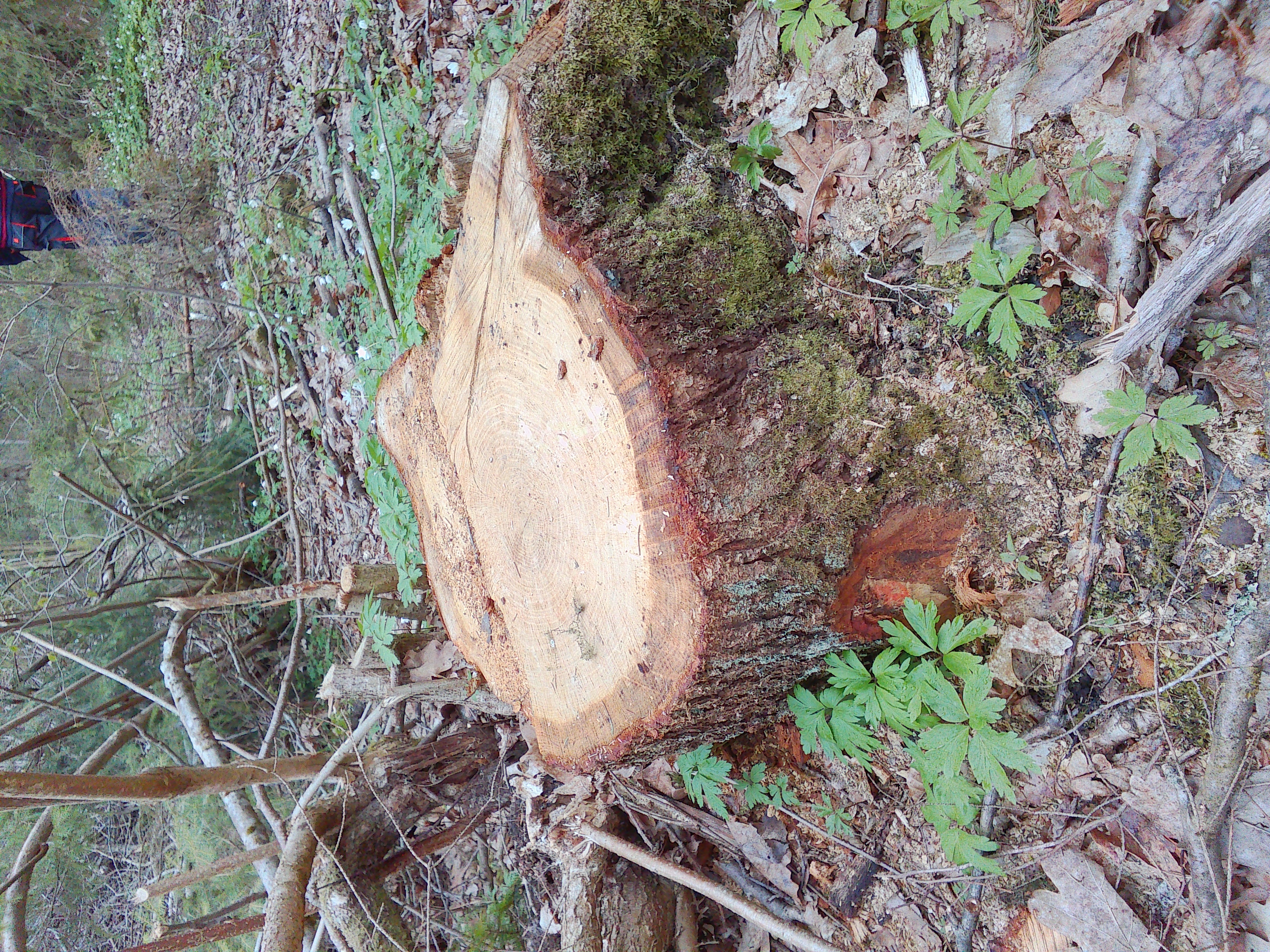 Investigation vs. Inaction: What's Wrong with Deforestation near Sadjivka?