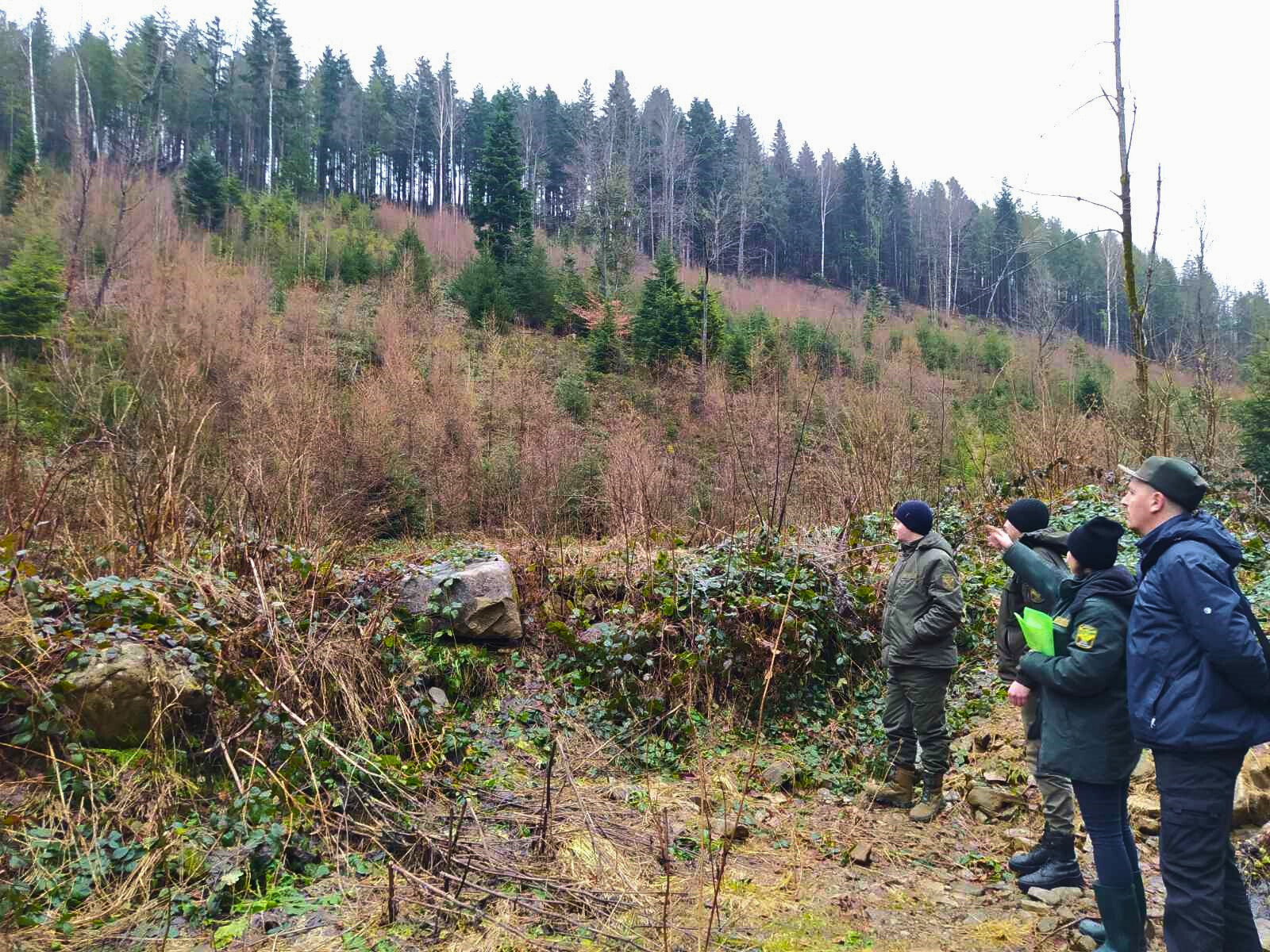 Лісовідновлення у "Вигодському лісовому господарстві": експертна консультація