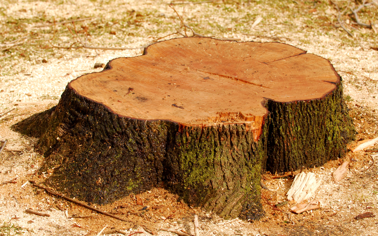 Proposals for Improving the Legal Protection of Green Spaces