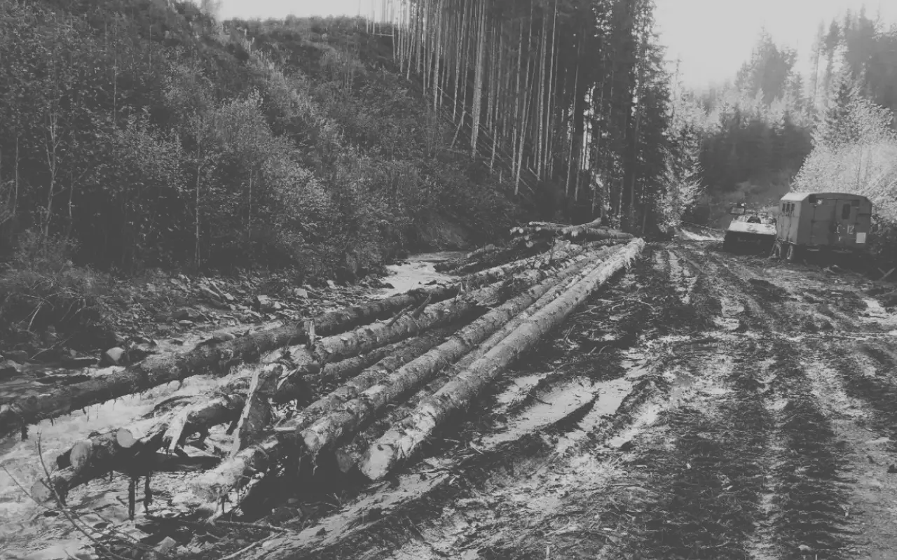 Illegal Timber Supply Chains: Why Logging Is Only the Beginning