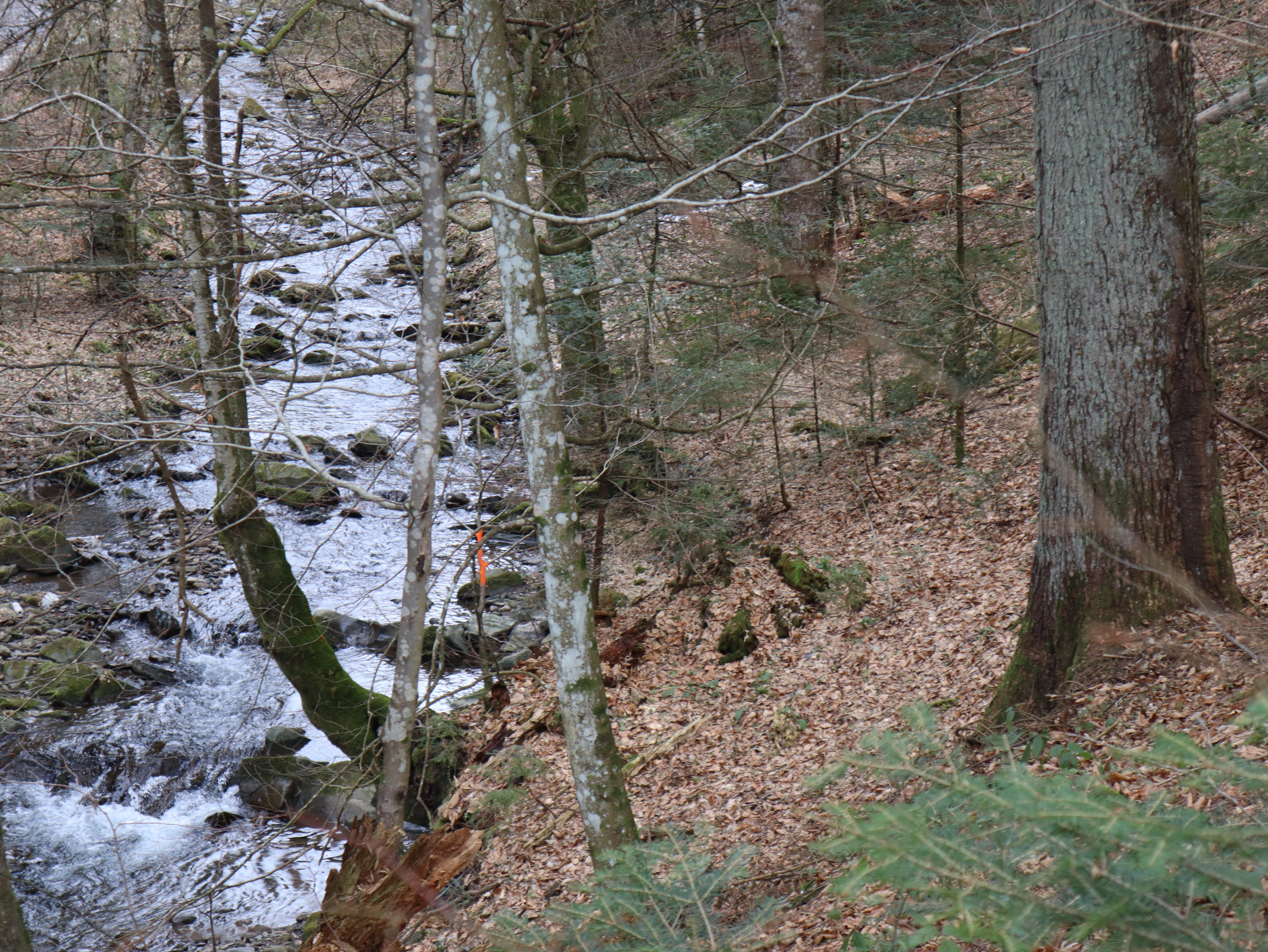 Обстеження лісосік в Жденіївській громаді