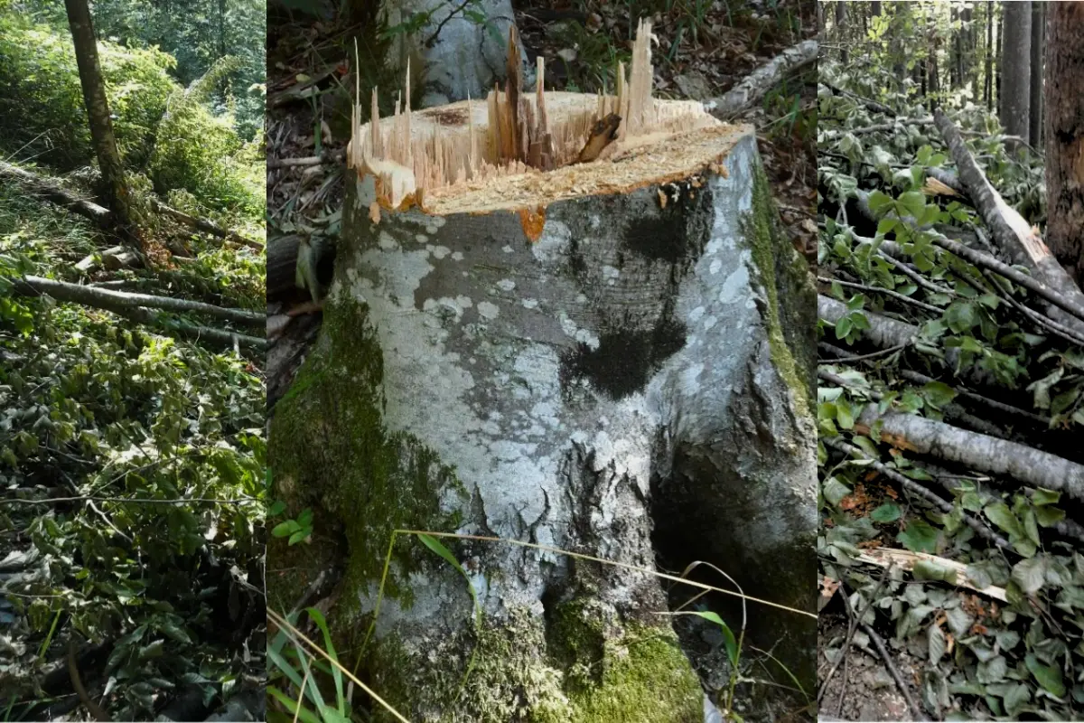 Satellites See What Is Deliberately Overlooked on the Ground