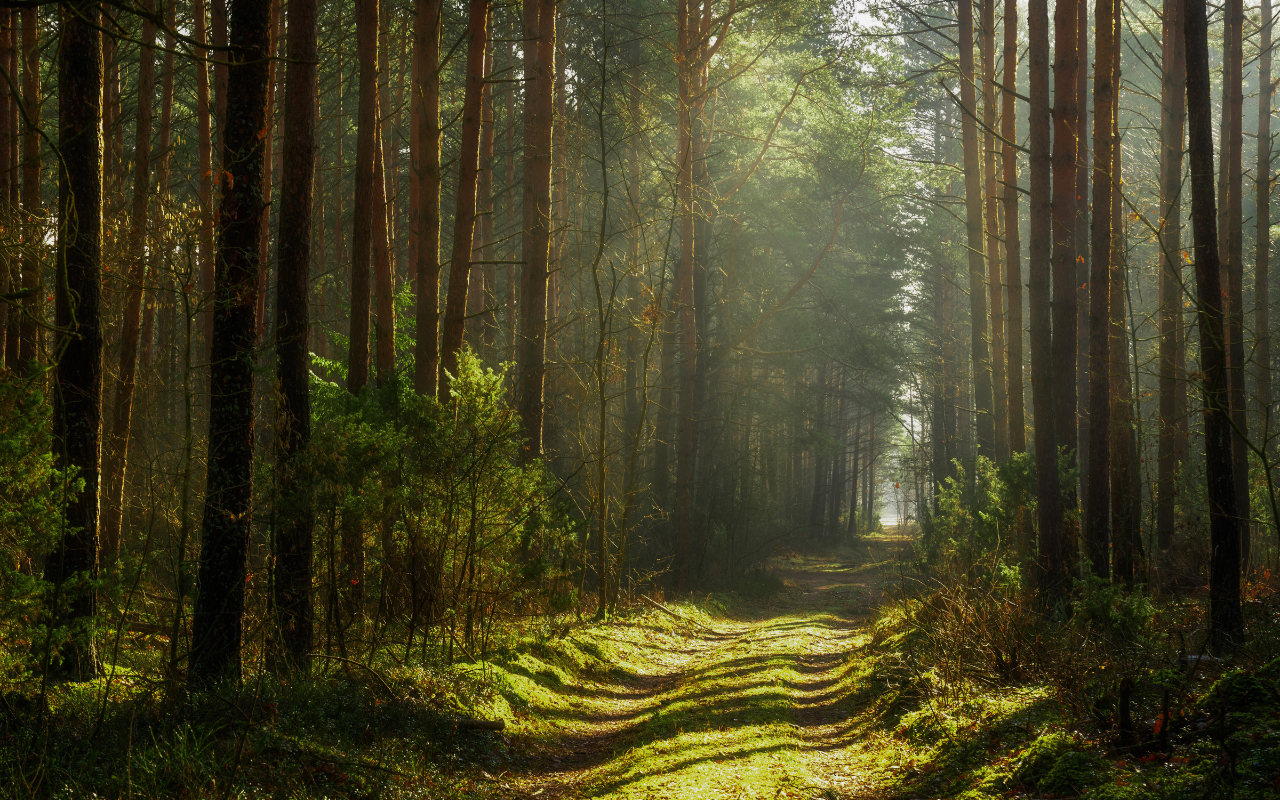 What are thinning operations?