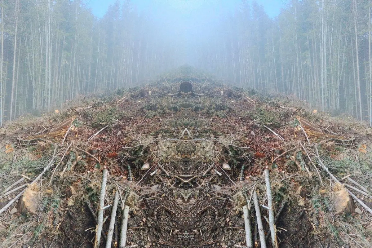 Three Sanitary Fellings in Zakarpattia Region: Coincidence or Pattern?