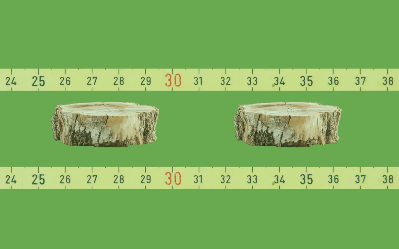 ForestCom Initiates the Development of a Methodology for Differentiating Stumps of Illegal Logging