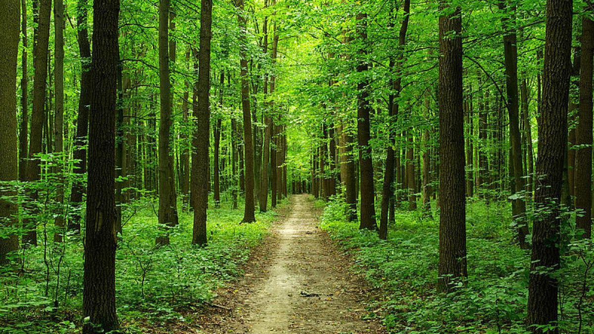 How to preserve the biodiversity of the Ukrainian forest and defend national identity
