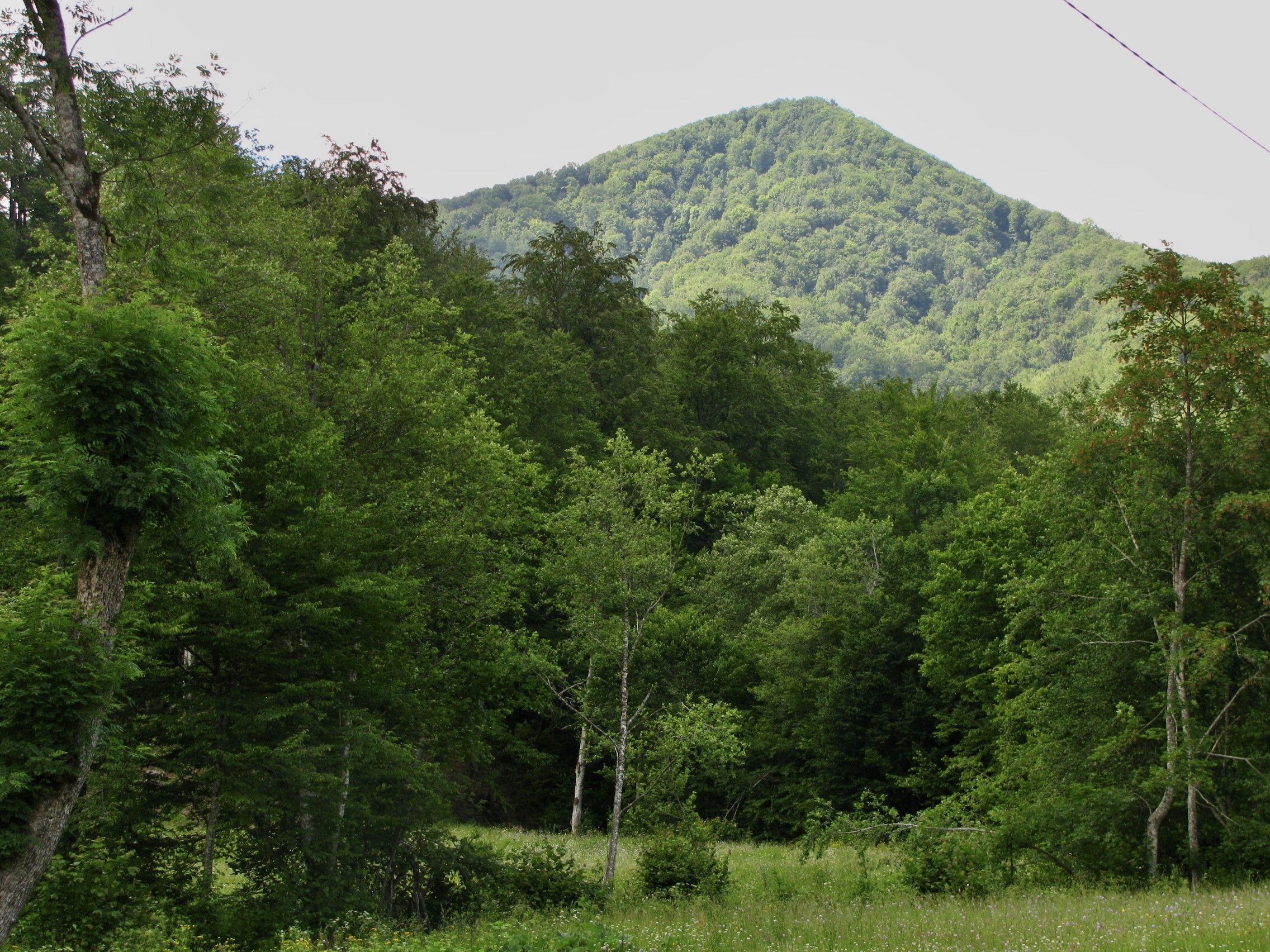 REPORT OF THE FORESTCOM NGO ON THE PROJECT “COMBATTING ILLEGAL LOGGING IN UKRAINE”