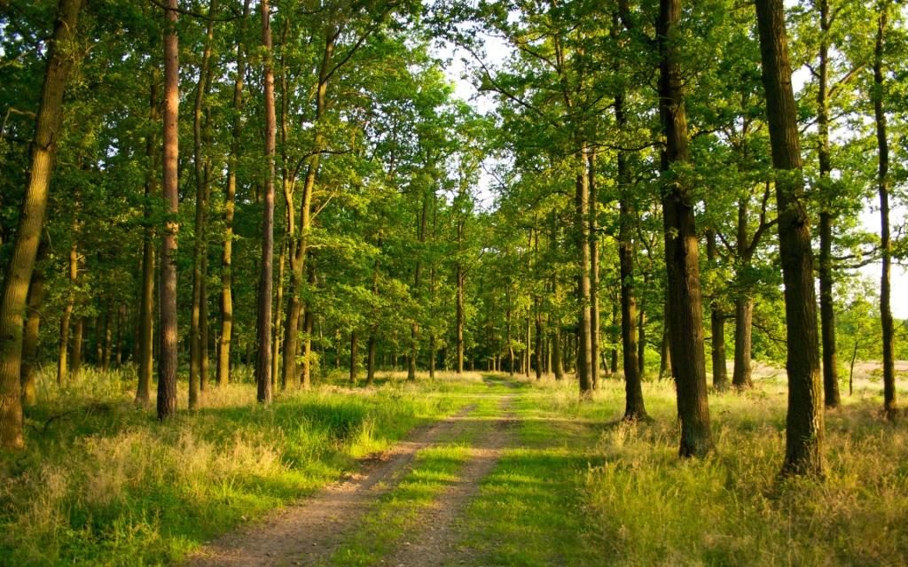Series of webinars «How to distinguish illegal logging from legal and help save the forest»