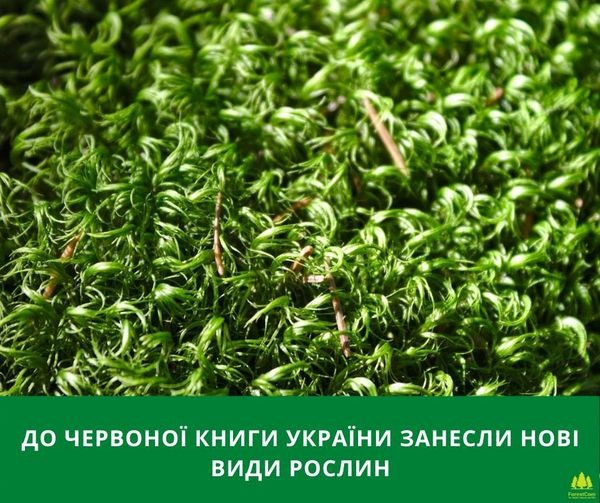 На зображенні може бути: трава та текст «до червоной книги украёни занесли HOBI види рослин 4 ForestCom»