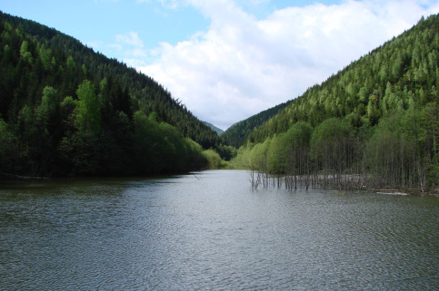 forestcom-verhovyna-2.jpg