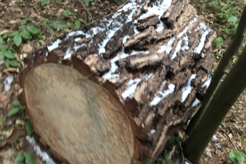 forestcom-rubka-12.jpeg