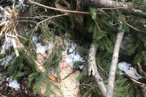 forestcom-rubka-8.jpeg
