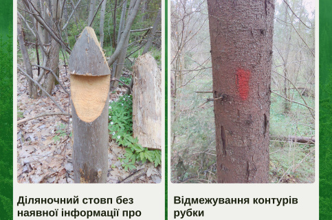 forestcom-Nadvirna-rubky-2.png