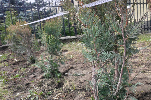 forestcom-tui-1.jpg