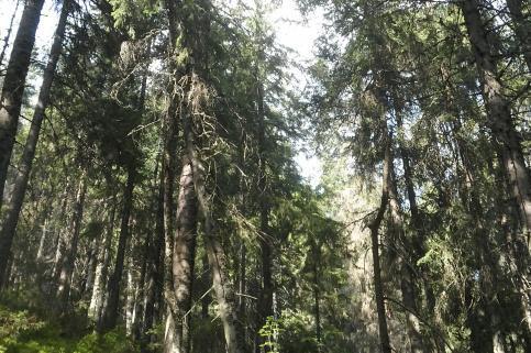 forestcom-yayko_7.jpg