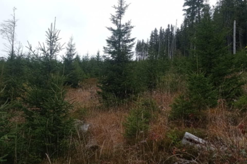 странзул странзул 1.jpg