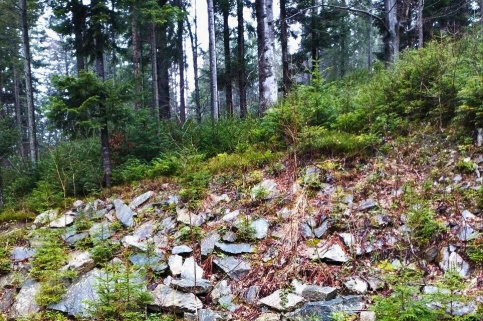forestcom-vygodskyy-1.jpg